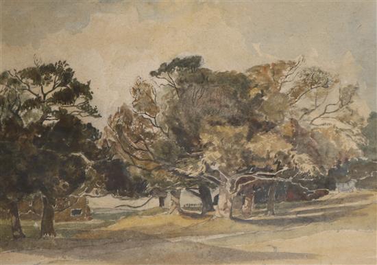 Claude Muncaster (1903-1974) Trees at Bignor Park, Sussex 24 x 32cm